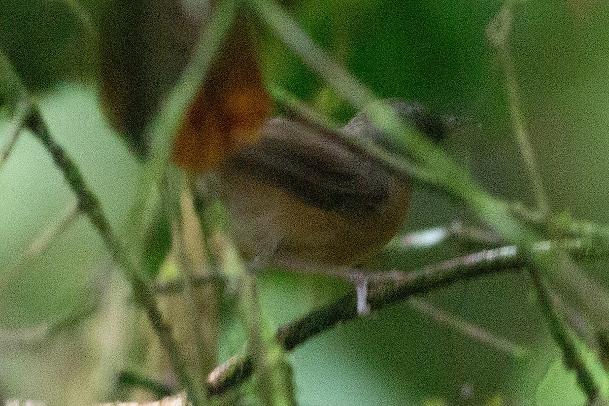Rusty Mouse-Warbler - ML608805791