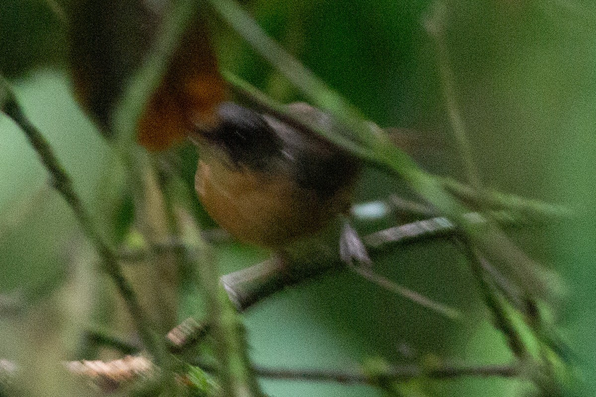 Rusty Mouse-Warbler - ML608805792