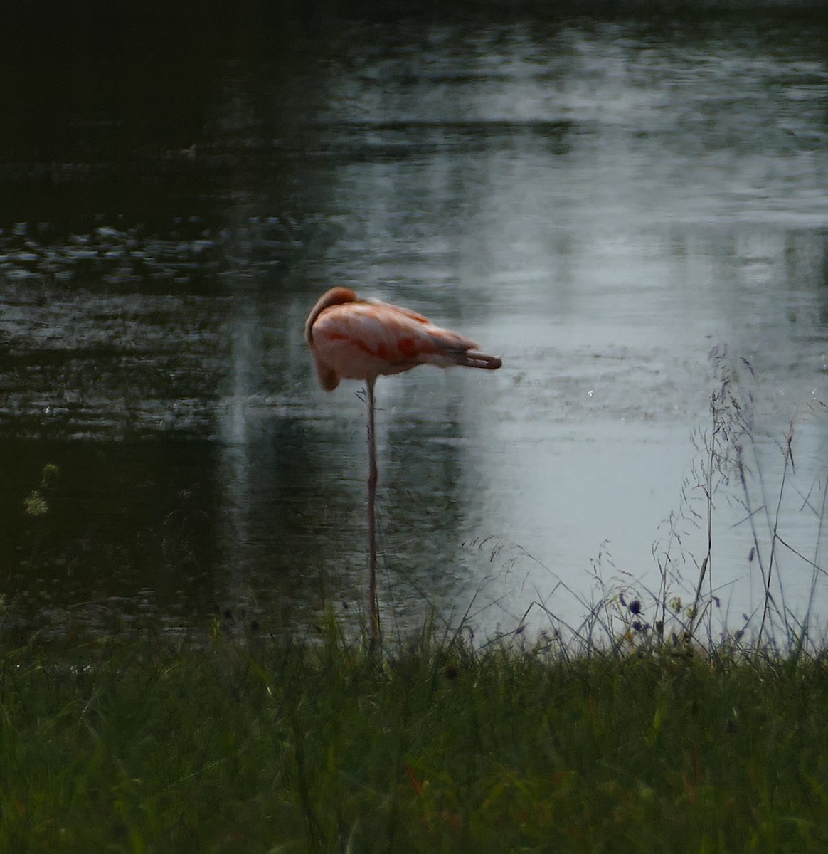 American Flamingo - Rodney Bartgis