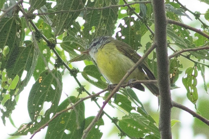 Island Leaf Warbler (New Guinea) - ML608805929