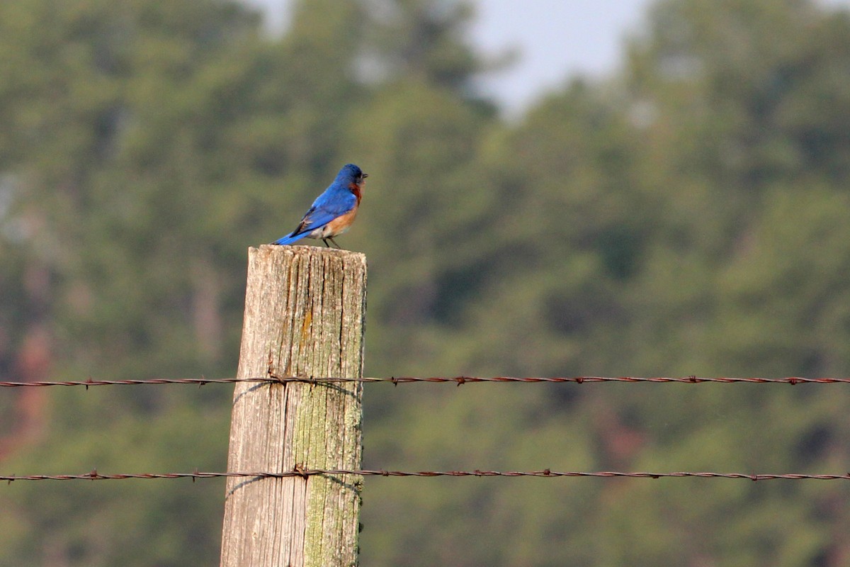 Eastern Bluebird - Jay Robinson