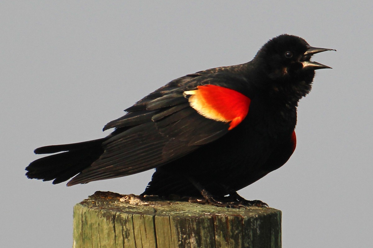 Red-winged Blackbird - ML608805993