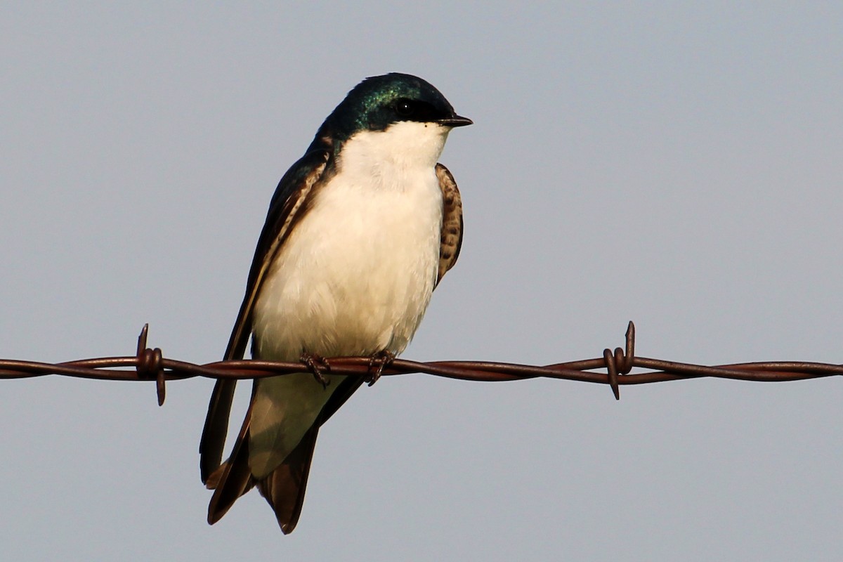 Tree Swallow - Jay Robinson