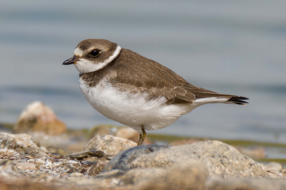 Semipalmated Plover - ML608806071