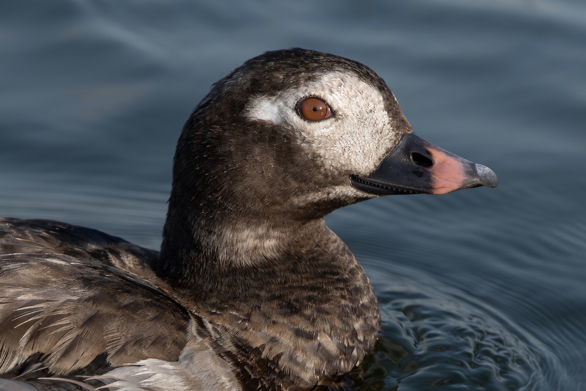 Long-tailed Duck - ML608806165