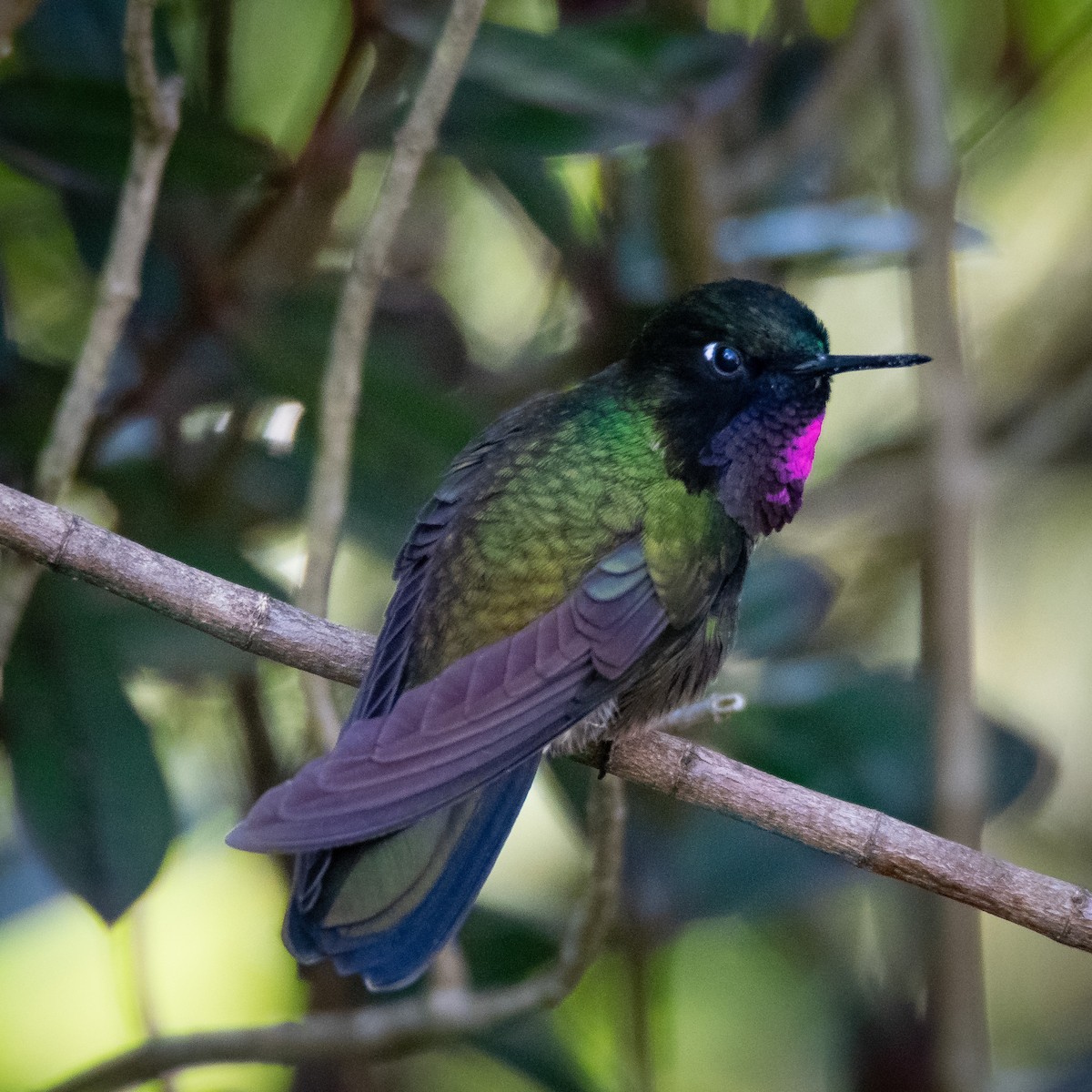 Amethyst-throated Sunangel (Longuemare's) - ML608806888