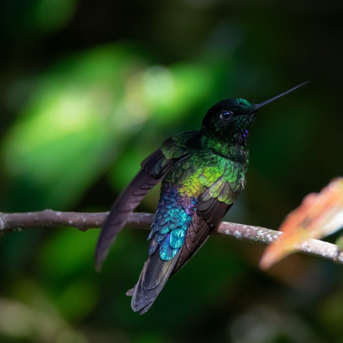 Blue-throated Starfrontlet - ML608806899