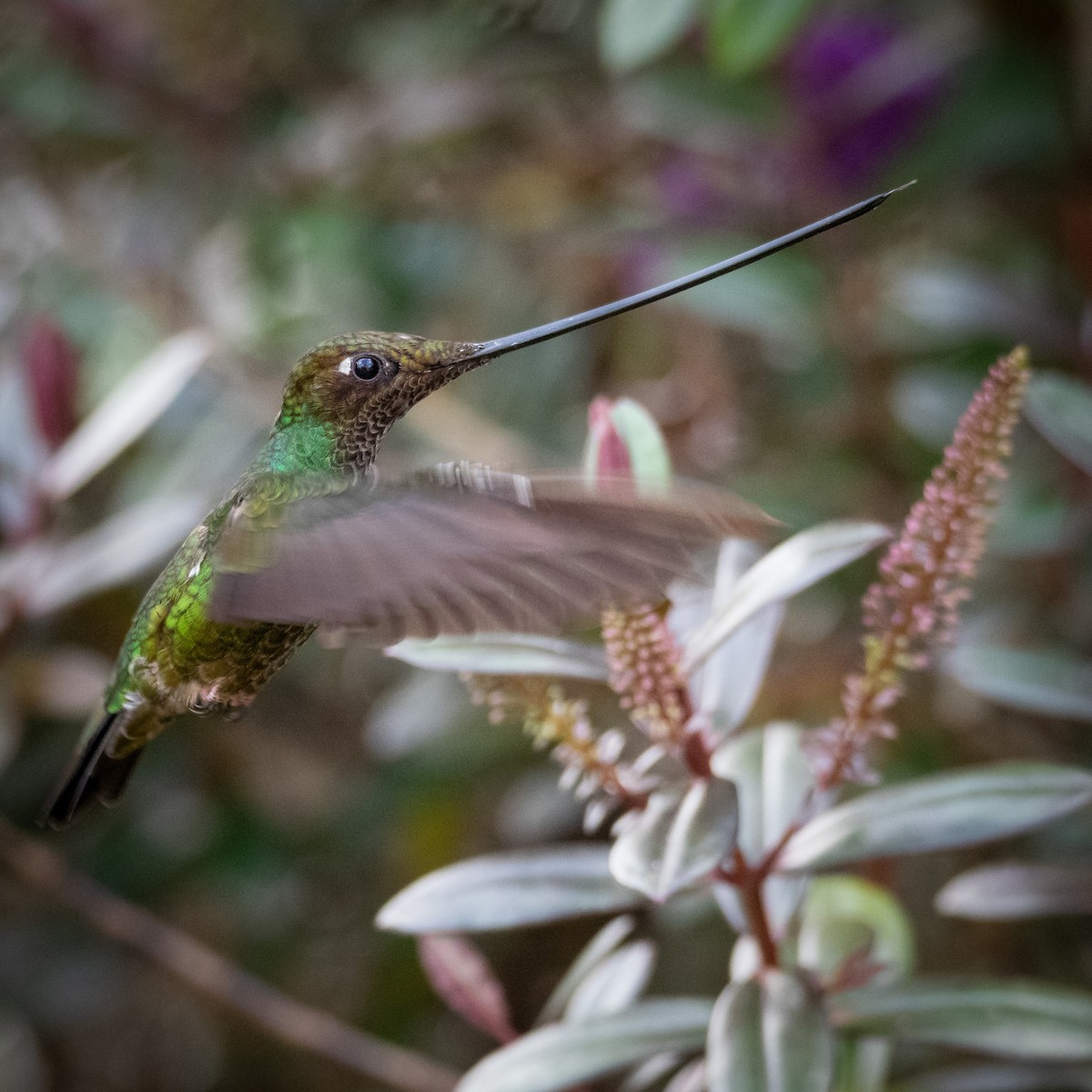 Sword-billed Hummingbird - ML608806904
