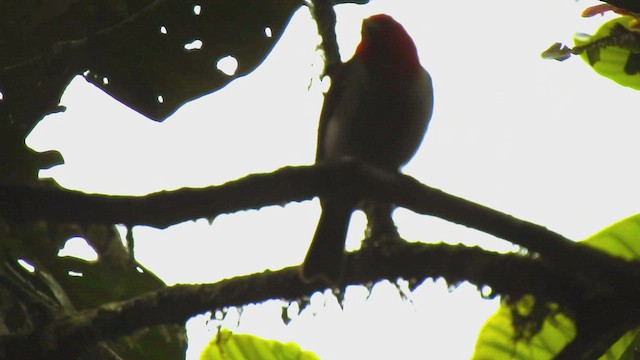 Scarlet-and-white Tanager - ML608807125