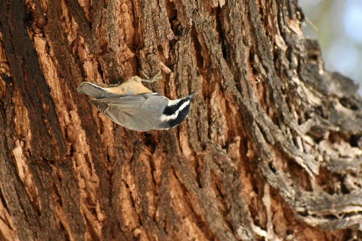 Red-breasted Nuthatch - ML608807158