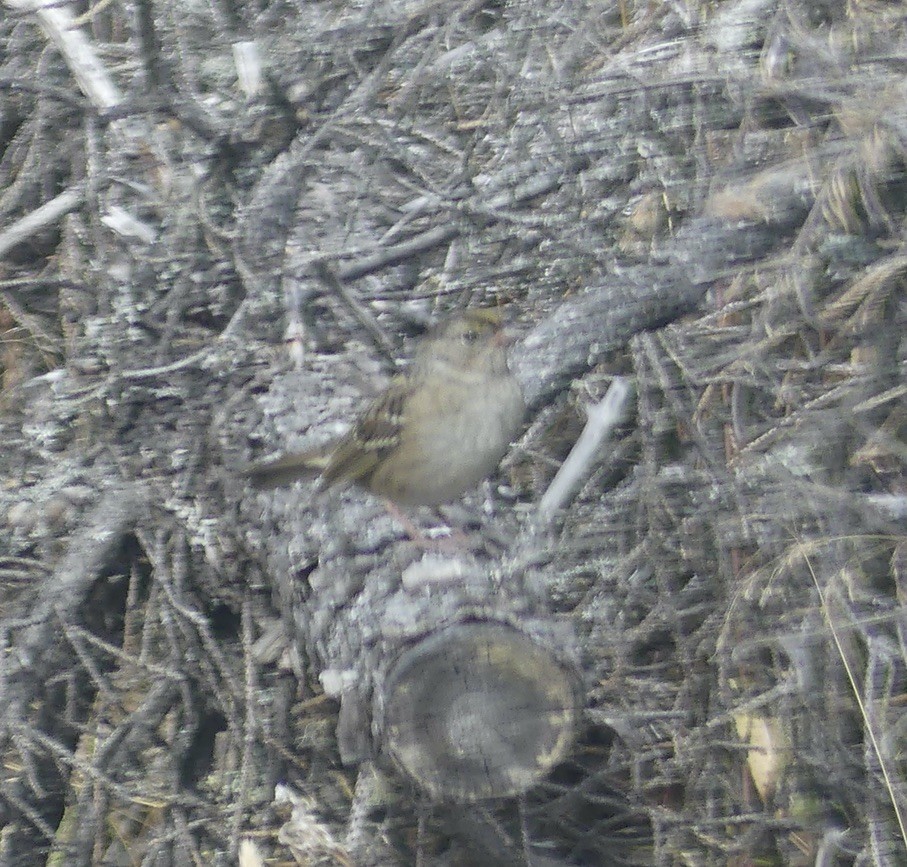 Golden-crowned Sparrow - ML608807366