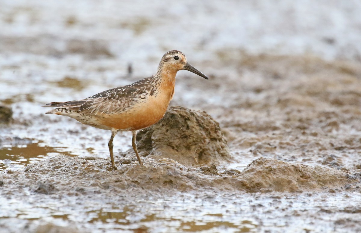Red Knot - ML608807419