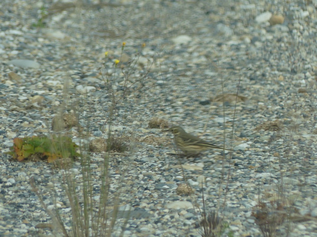 American Pipit - T A