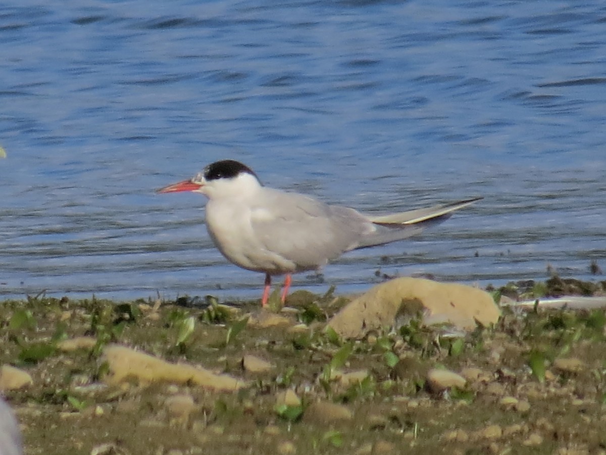 Common Tern - ML608807599