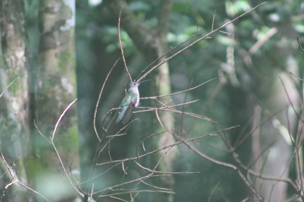 kolibřík klínoocasý (ssp. pampa) - ML608807716