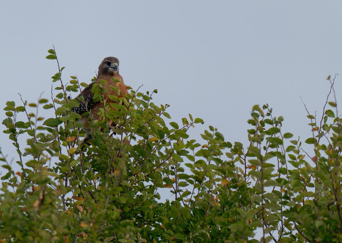 Red-shouldered Hawk - KMJ Bird