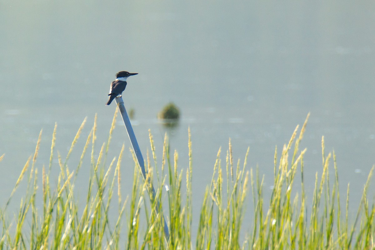 Belted Kingfisher - ML608808048