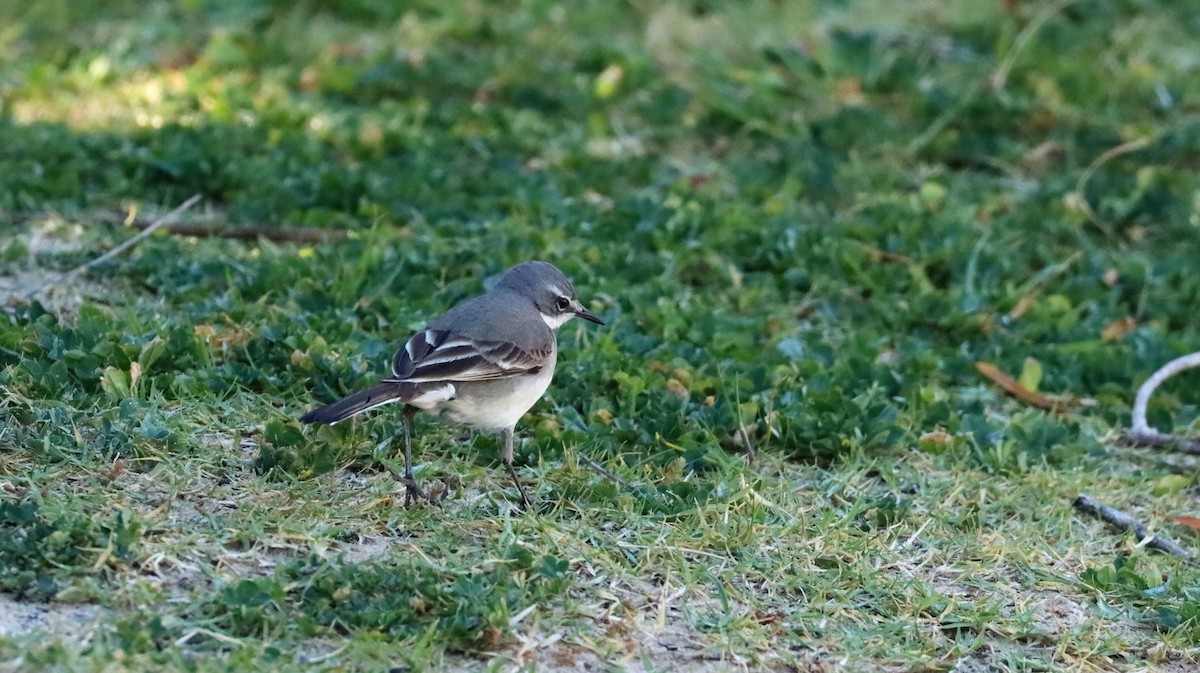 Cape Wagtail - ML608808289
