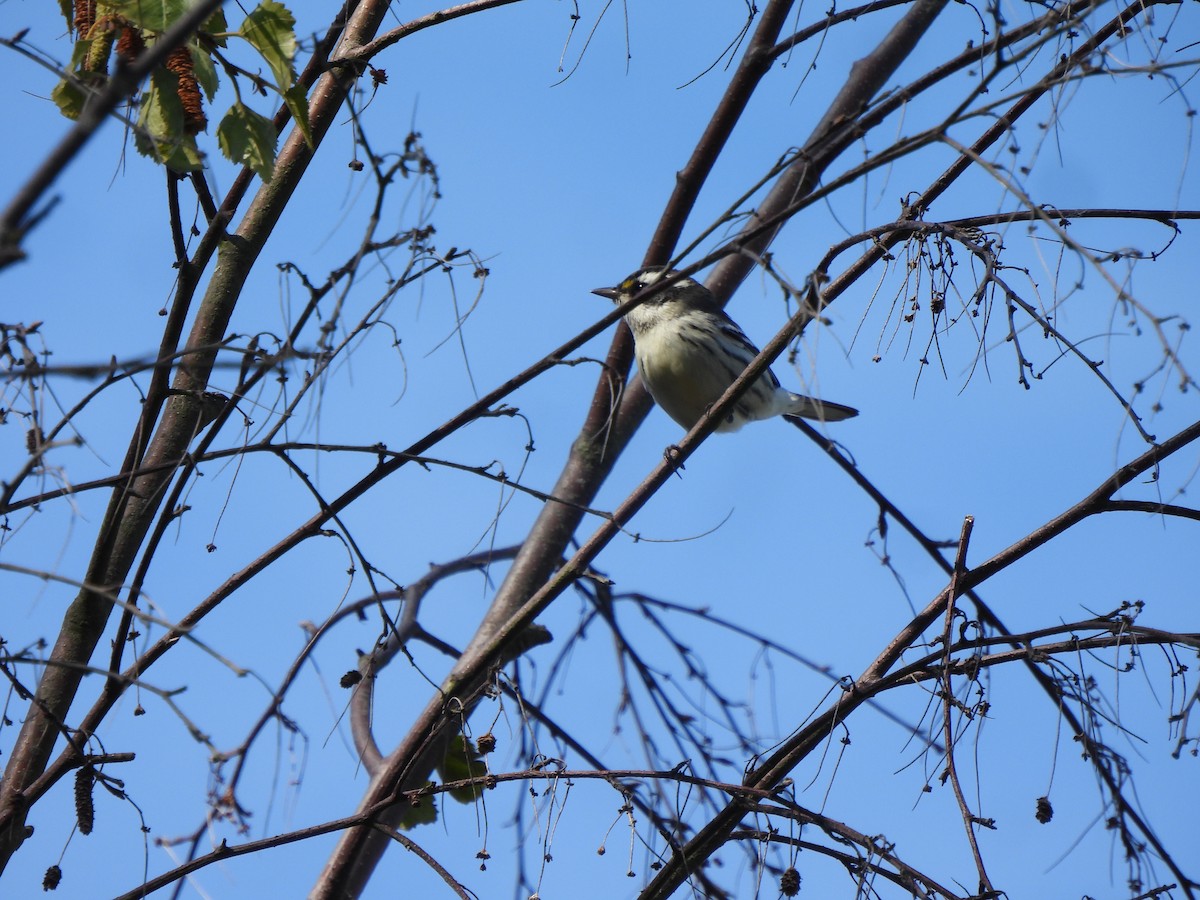 Black-throated Gray Warbler - ML608808571