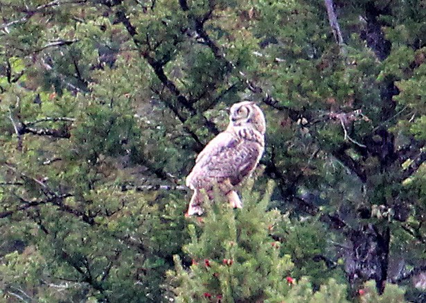 Great Horned Owl - ML608809025