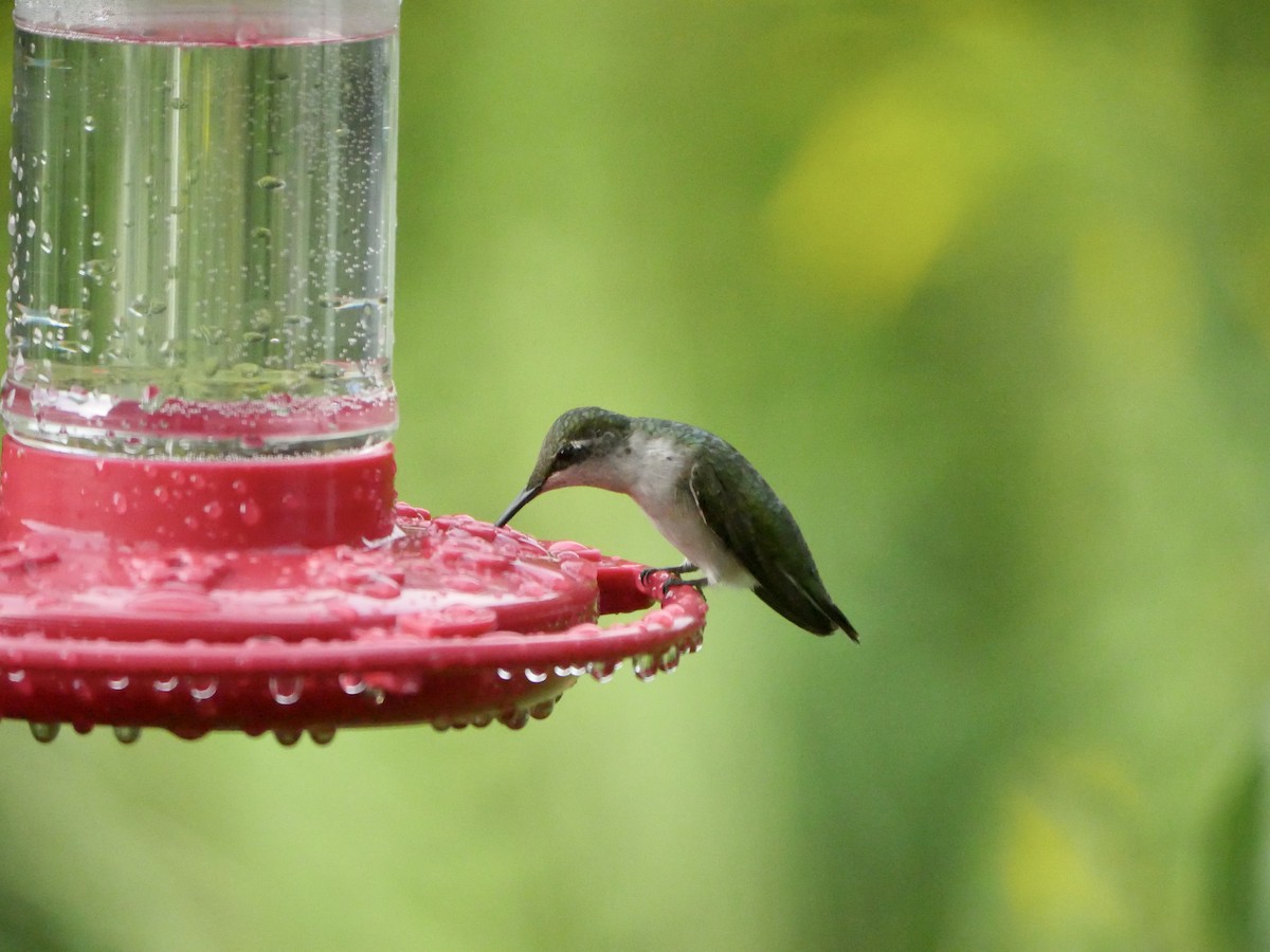 Ruby-throated Hummingbird - ML608809494