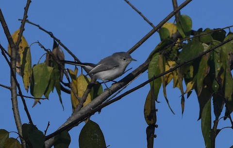 Blue-gray Gnatcatcher - eBird