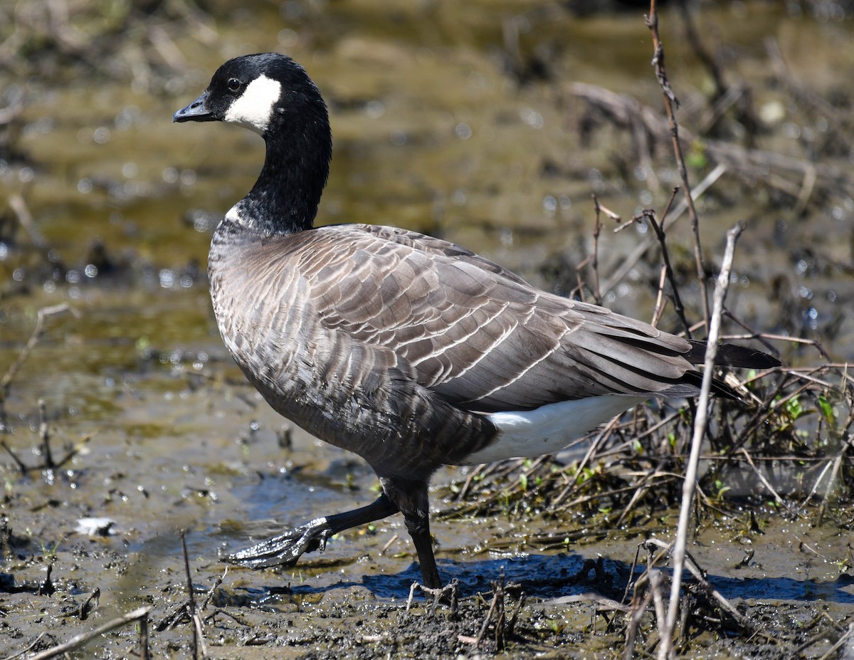 Cackling Goose - virginia rayburn