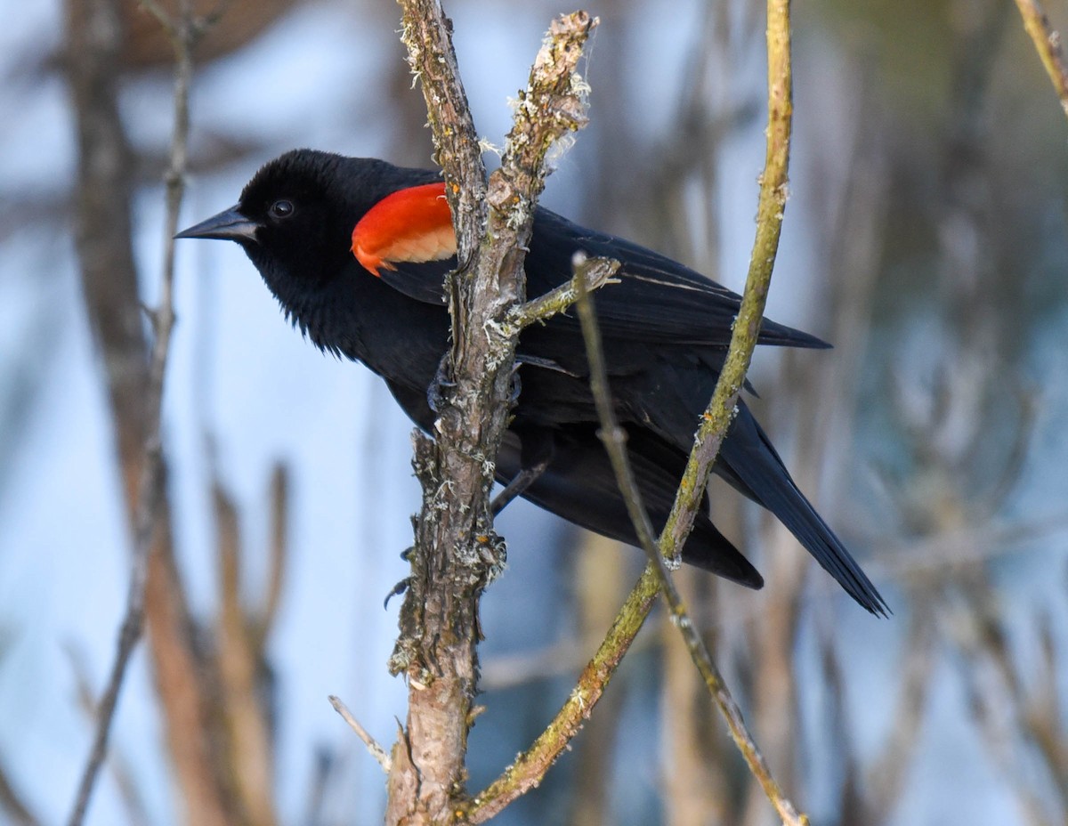 Red-winged Blackbird - virginia rayburn