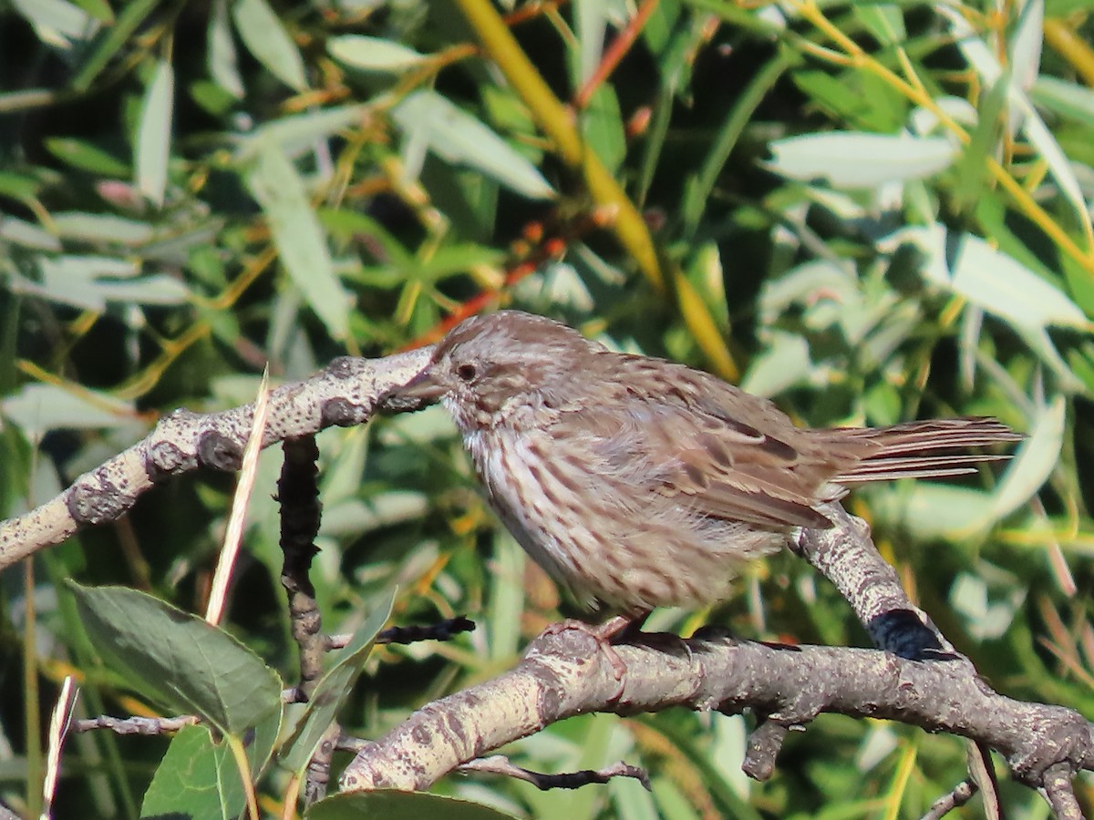 Song Sparrow (montana/merrilli) - ML608810173