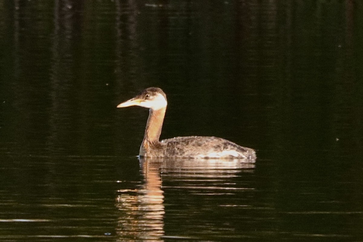 Red-necked Grebe - ML608810723