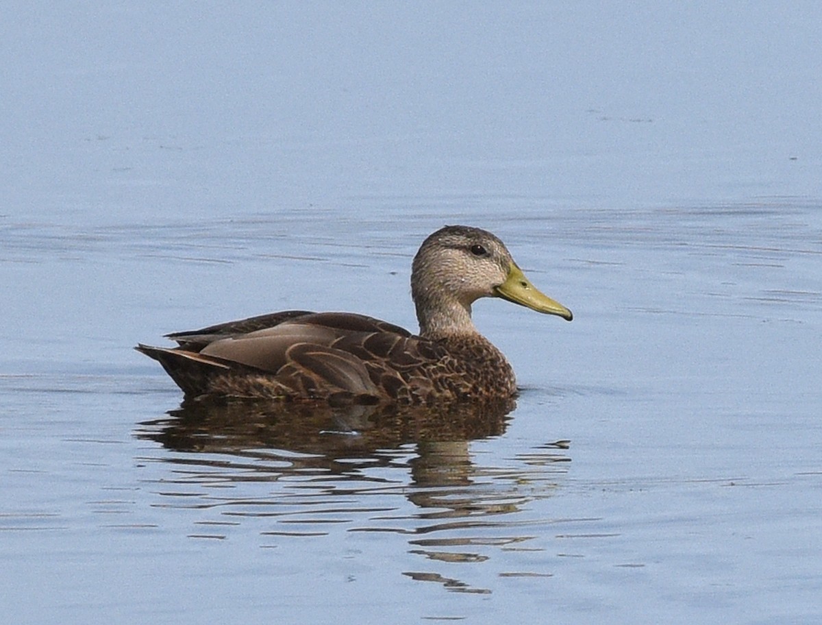 Mexican Duck - ML608811259