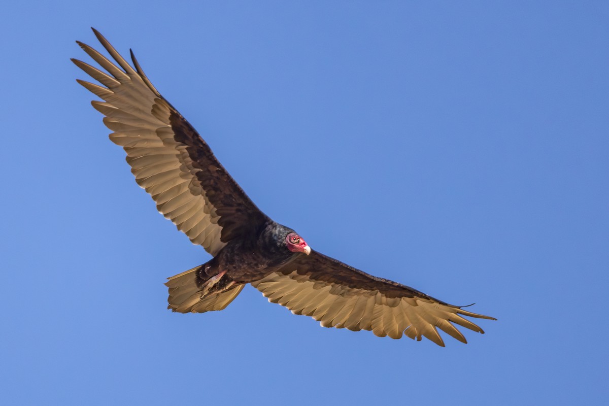Turkey Vulture - ML608811508