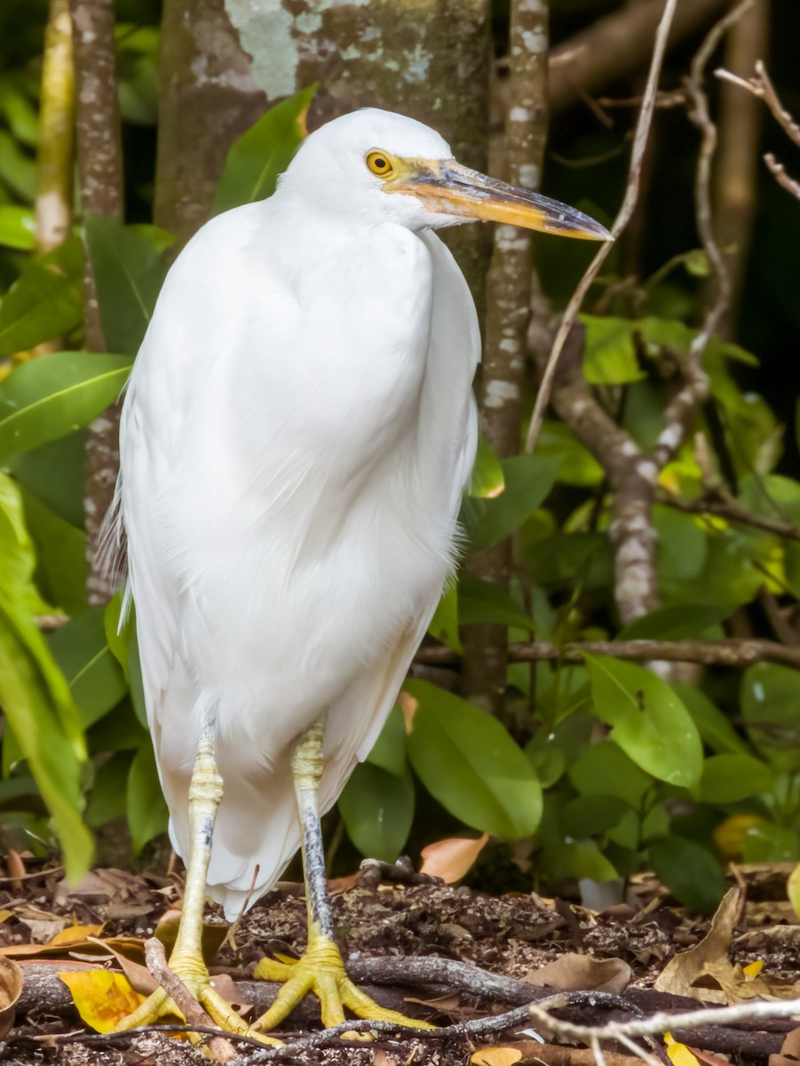 Aigrette sacrée - ML608811823