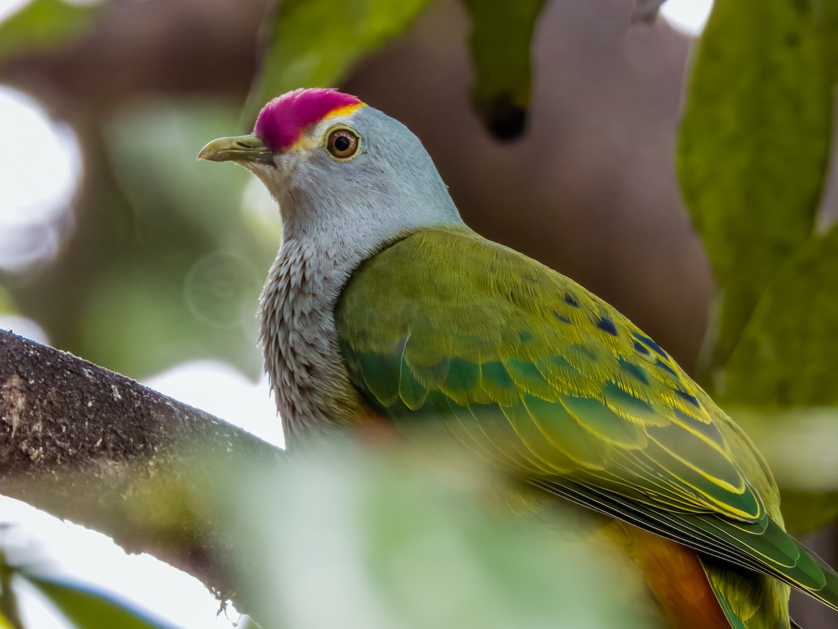 Rose-crowned Fruit-Dove - ML608811871