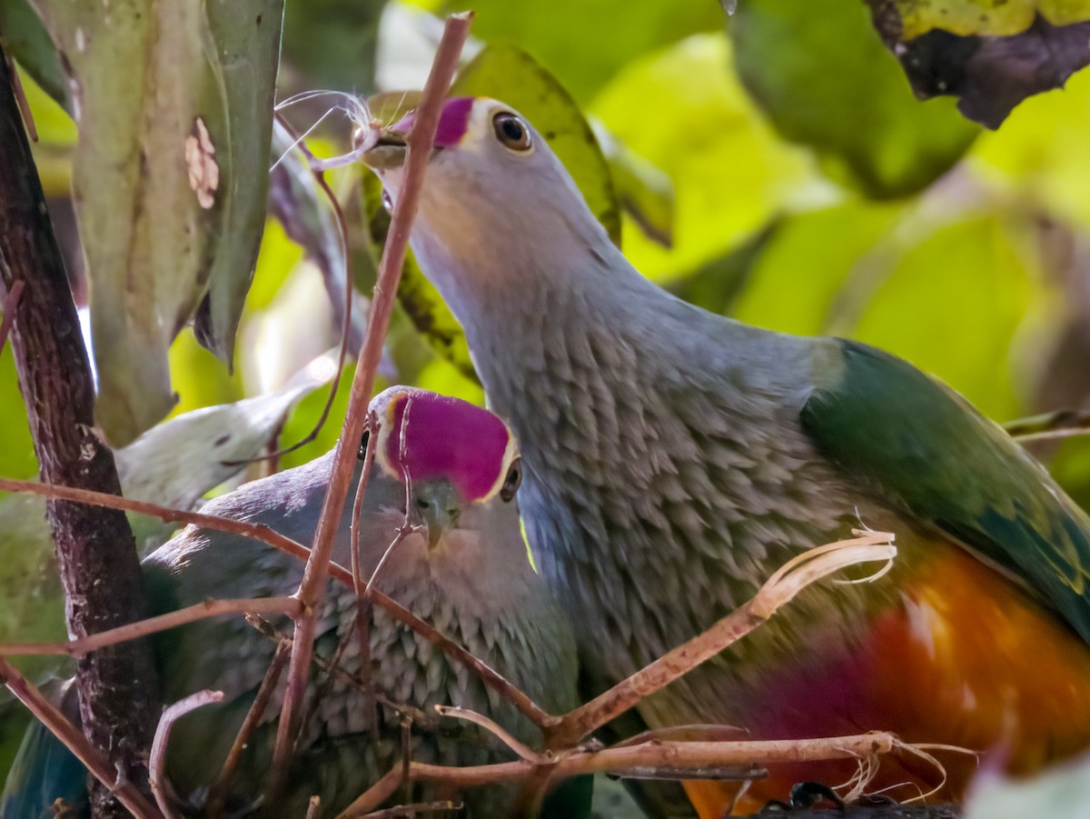 Rose-crowned Fruit-Dove - ML608811881