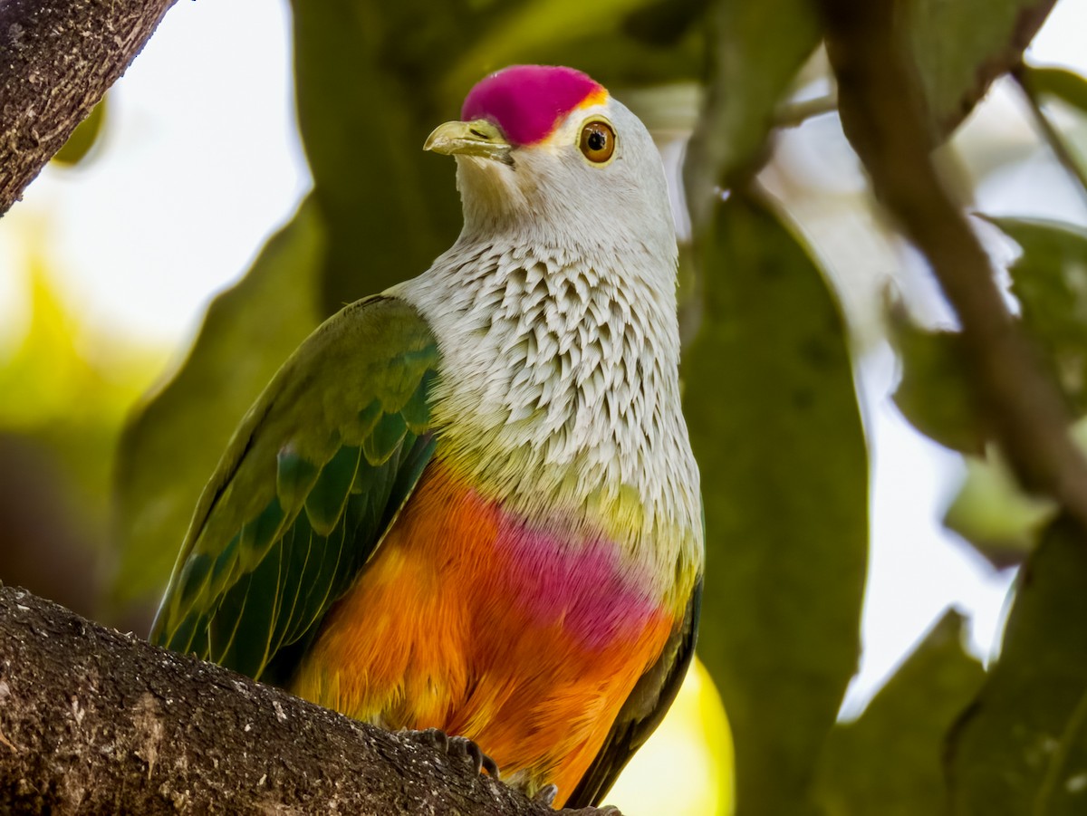 Rose-crowned Fruit-Dove - ML608811882