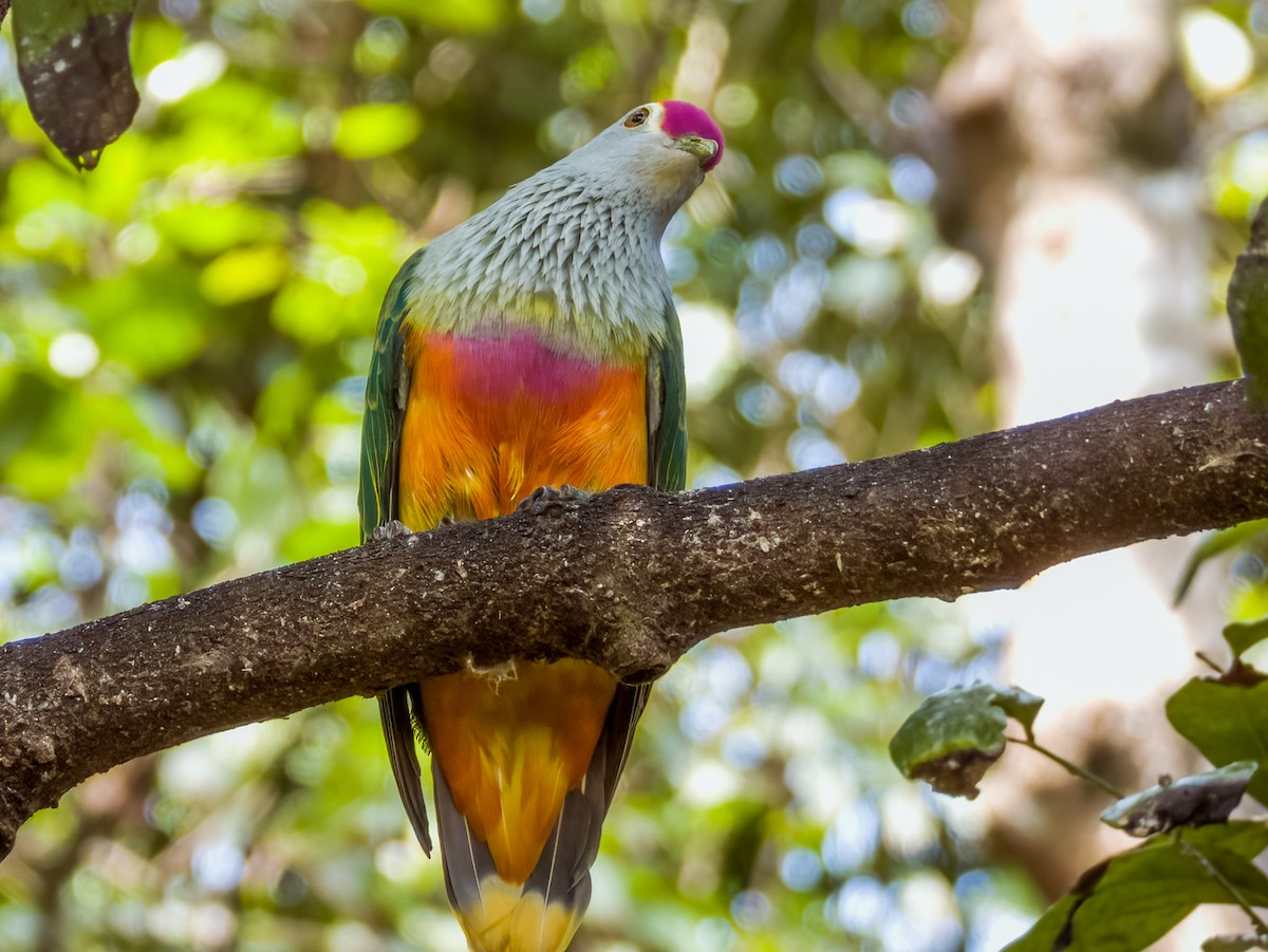 Rose-crowned Fruit-Dove - ML608811884