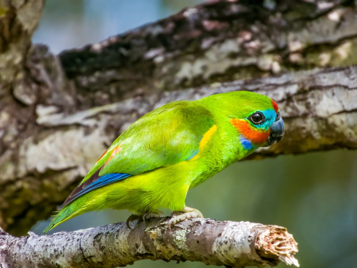 Double-eyed Fig-Parrot - ML608811924