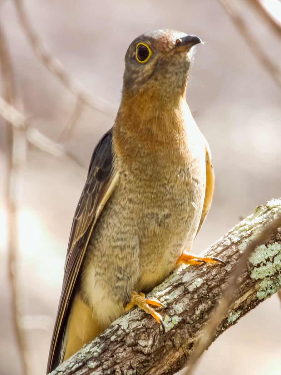 Fan-tailed Cuckoo - ML608811930