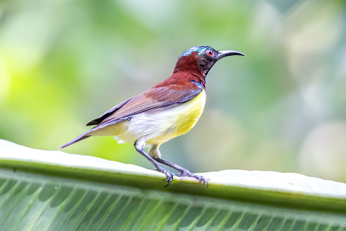 Purple-rumped Sunbird - ML608812008