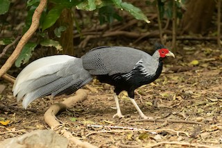 Kalij Pheasant, ML608812612