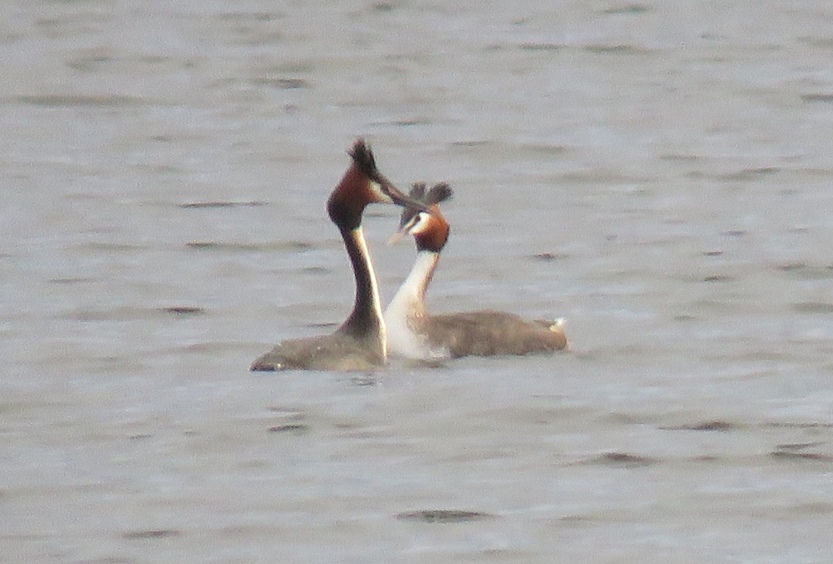 Great Crested Grebe - ML608813036