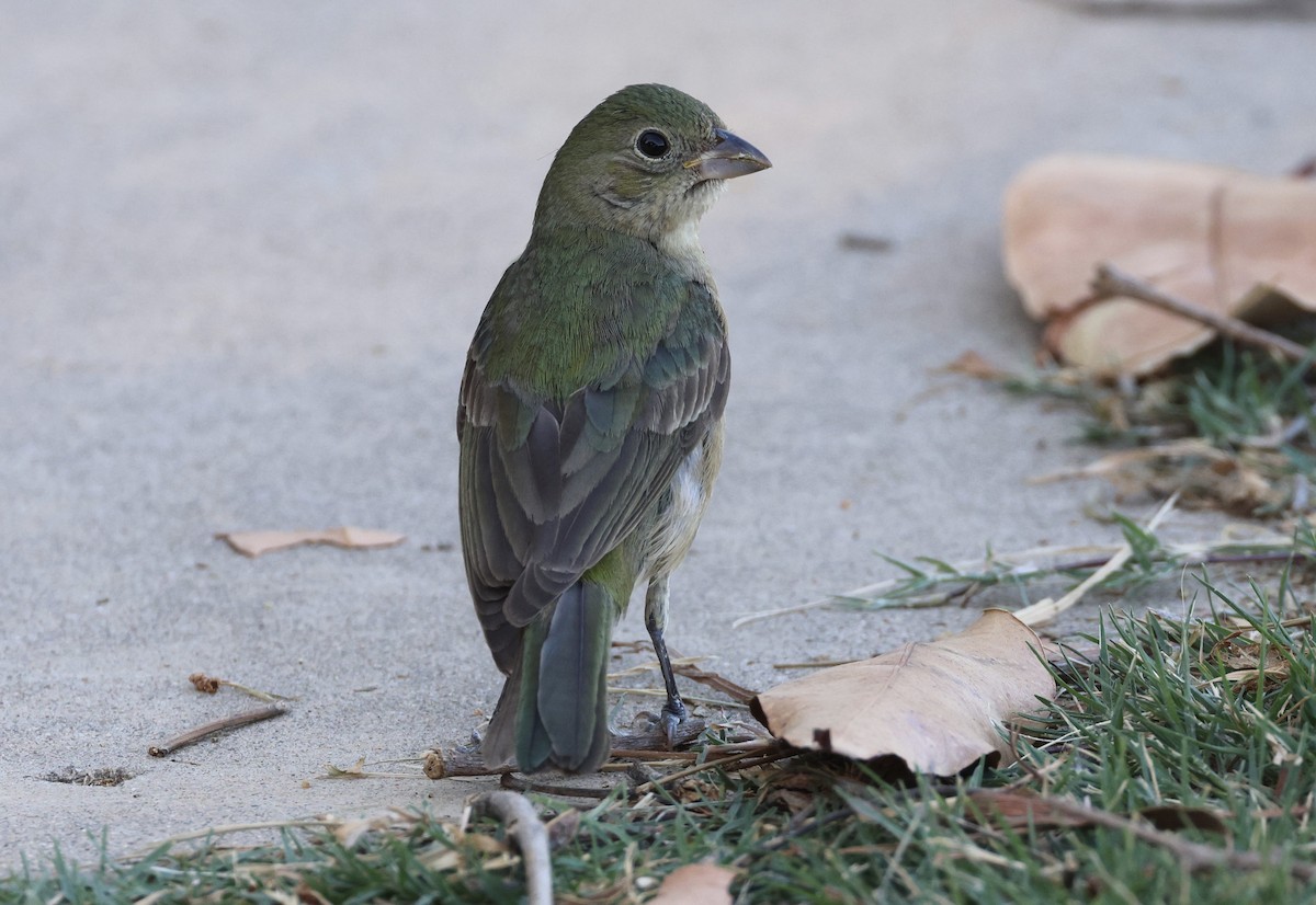 Painted Bunting - ML608813161