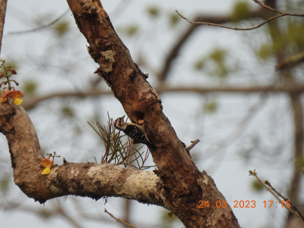 Gray-capped Pygmy Woodpecker - Nachiket Kelkar