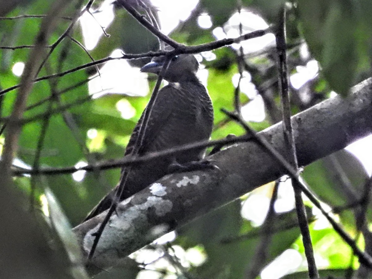 Buff-necked Woodpecker - Warren Regelmann