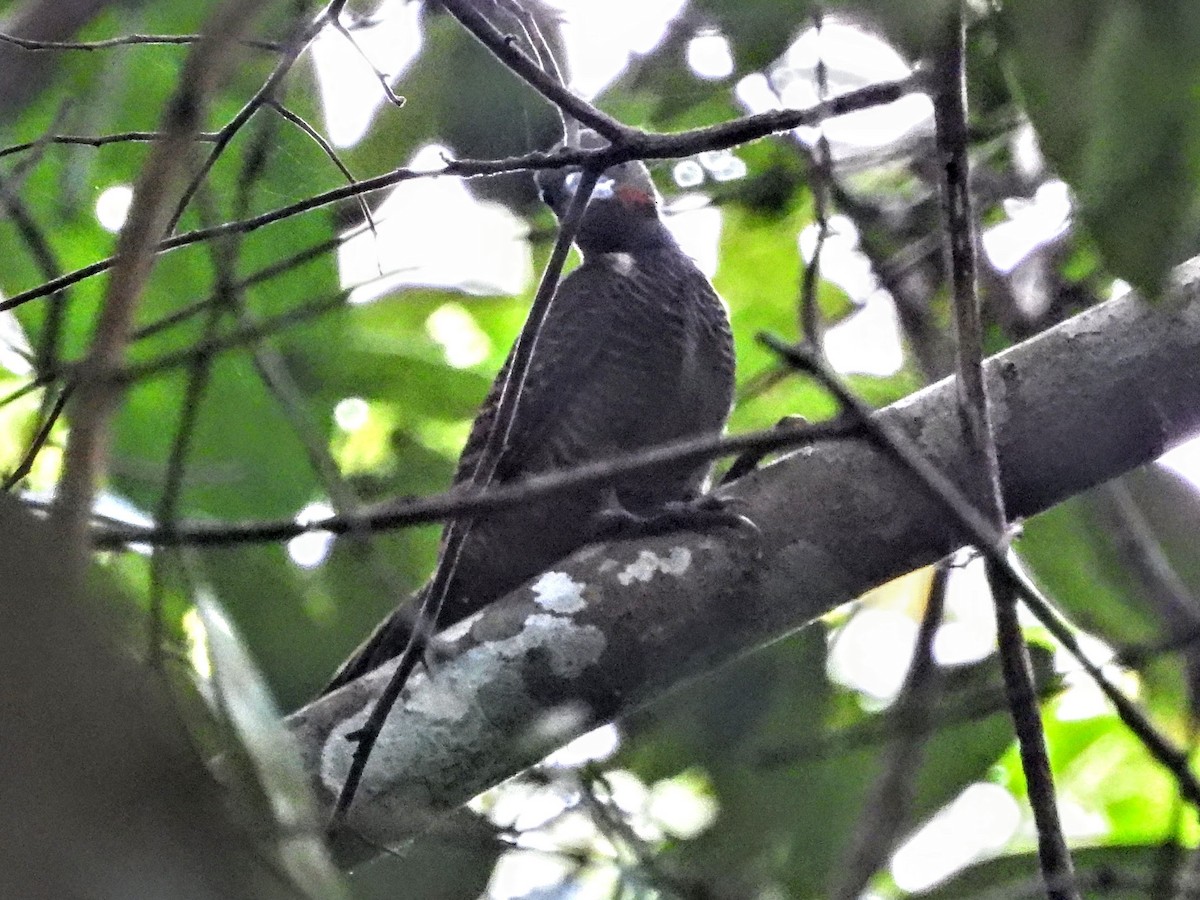 Buff-necked Woodpecker - ML608813434