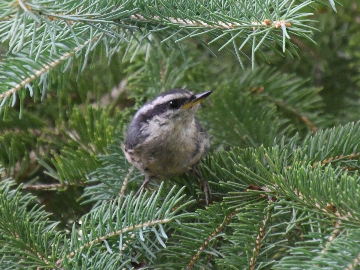Red-breasted Nuthatch - ML608813440