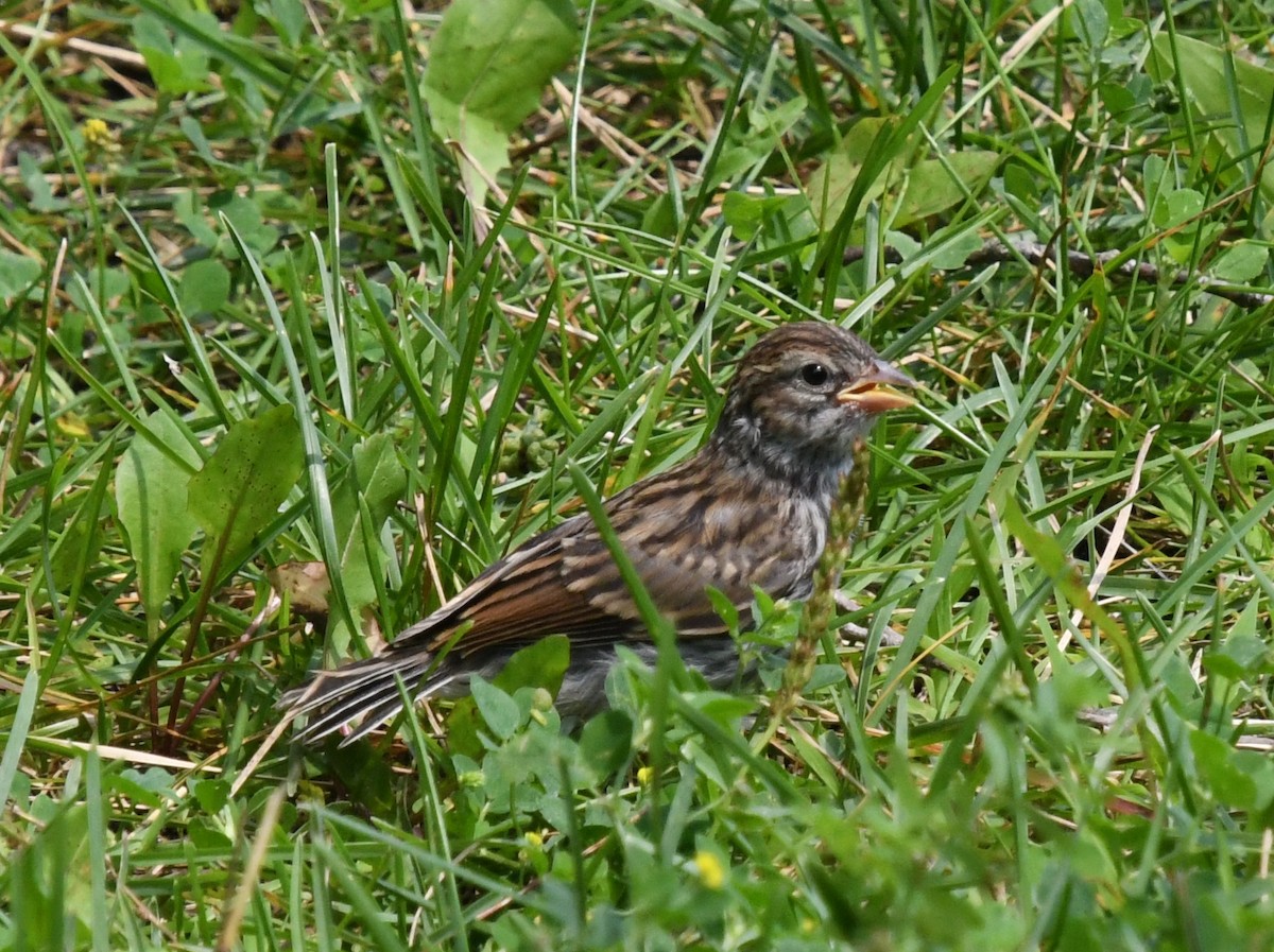 Chipping Sparrow - ML608813449