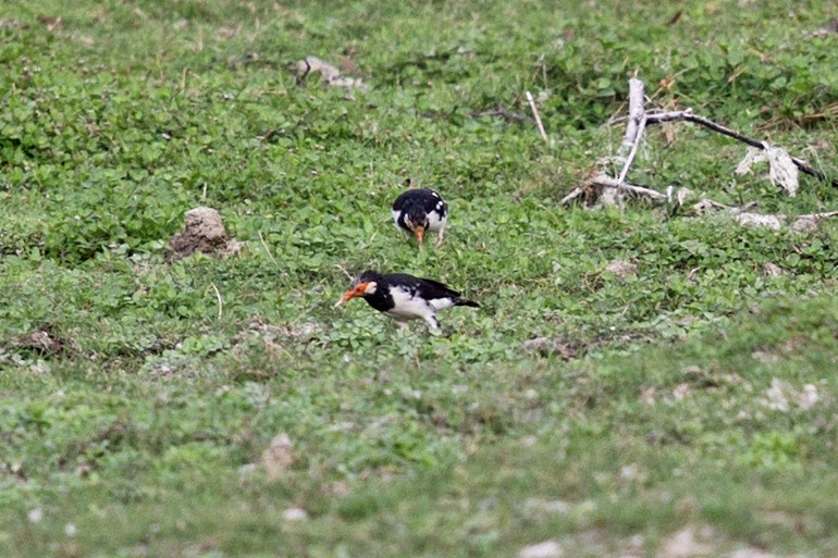 Indian Pied Starling - ML608813740
