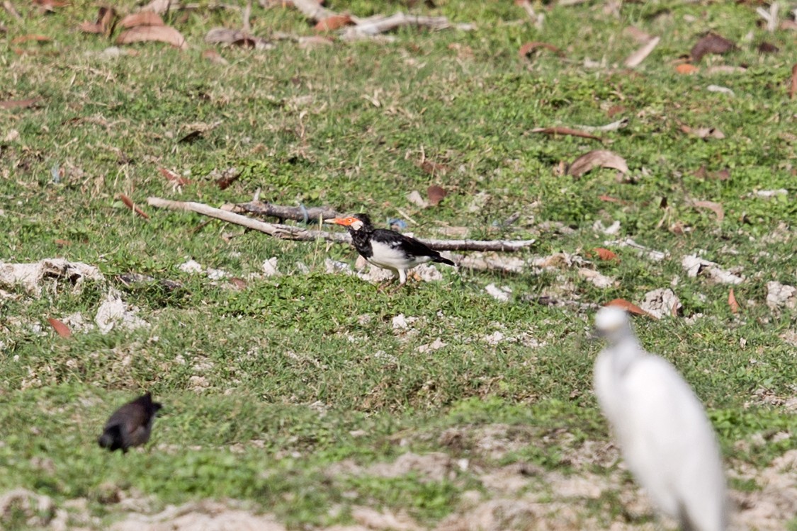 Indian Pied Starling - ML608813741